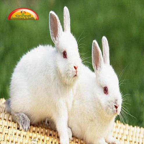 Rabbit Diseases & Parasites