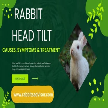 Can Rabbits Eat Potatoes Full Feeding Guide and Safety Tips | PPTX
