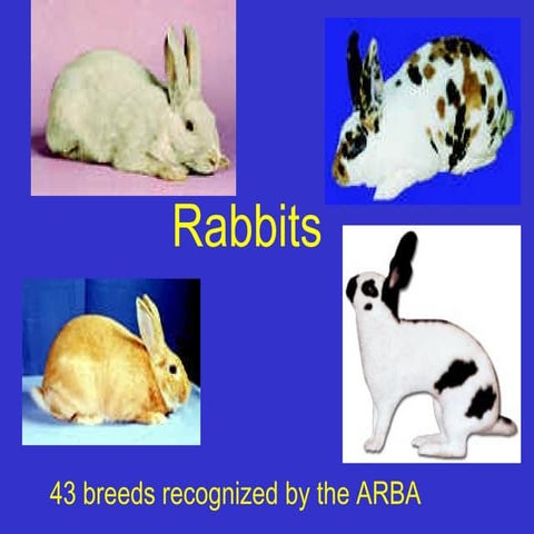 Rabbits