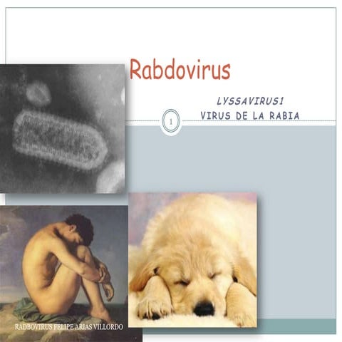 Rabdovirus | PPTX