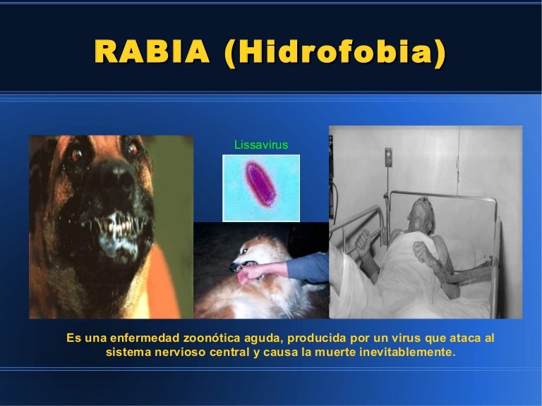 ¿Cuál Es El Nombre Taxonómico De La Rabia – QGWR