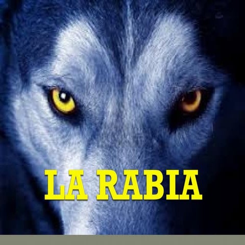presentacion de rabia en humanos y prevencion.pptx