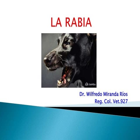 RABIA 2.pptx