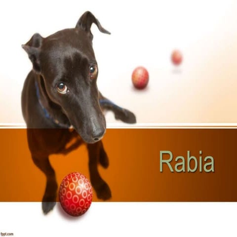 DIAPOSITIVAS DE RABIA 2024SEGUN NORMAS TECNICAS DE MINSA | PPTX