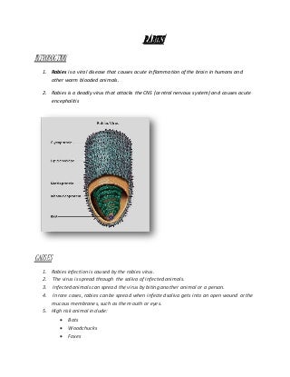 'rabies' on SlideShare