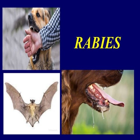 Rabies.pptxfdix4ubx6obze8k dukcrivds7ivd | PPTX
