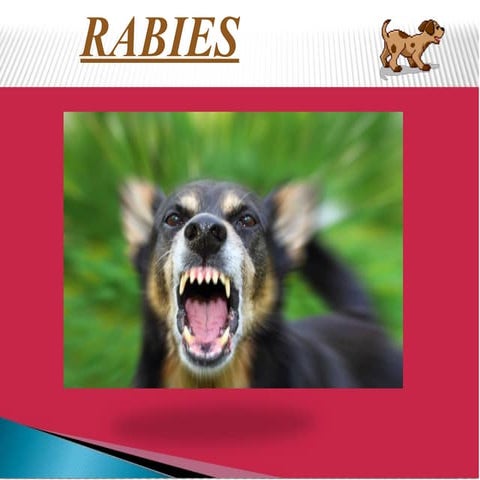 Rabies | PPTX