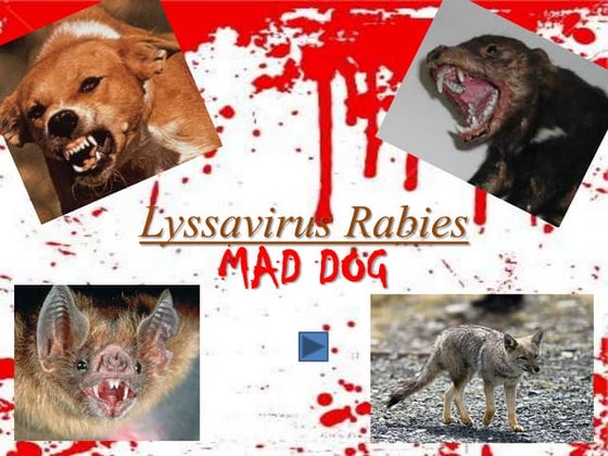Rabies | PPTX