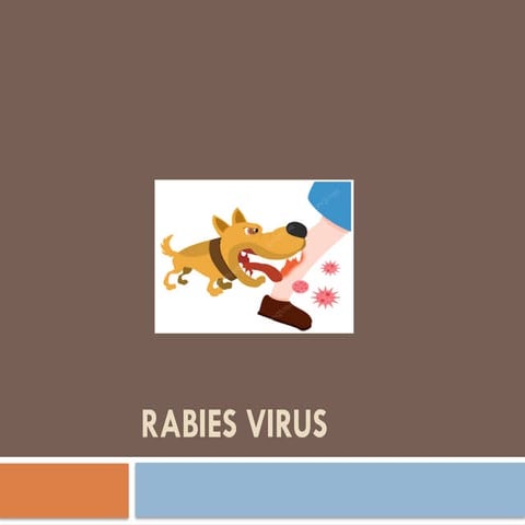 rabies viruse replication and mechanisms | PPTX