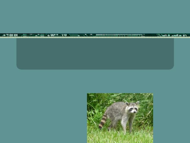 Raccoon by Charles