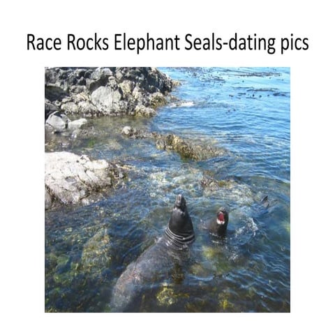 Race rocks elephant seals - dating
