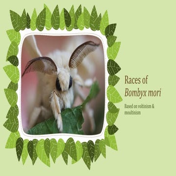 Races of bombyx mori