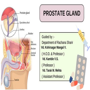 Prostate gland anatomical features and descriptions