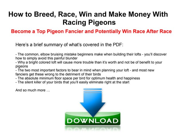 How To Breed Race Win And Make Money With Racing Pigeons