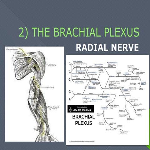 Radial Nerve Presentation , nerve of brachial plexus | PPTX