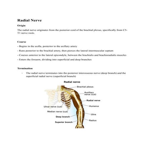 Magazine on topic Radial Nerve Vanitha .docx