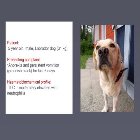 Radiology interpretation