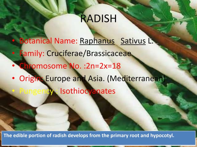 Radish