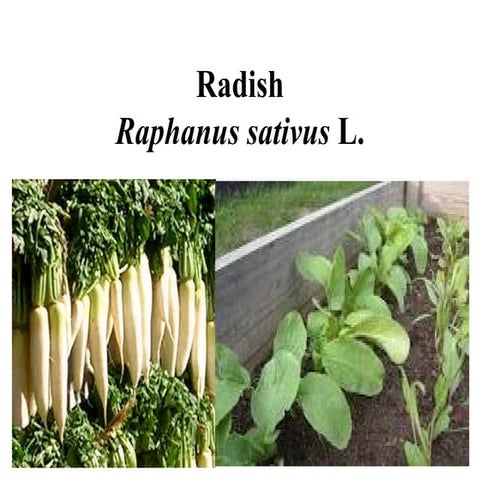 Production Technology of Radish | PPTX