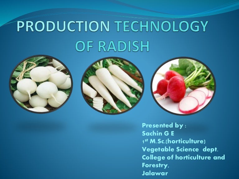 radish production technology