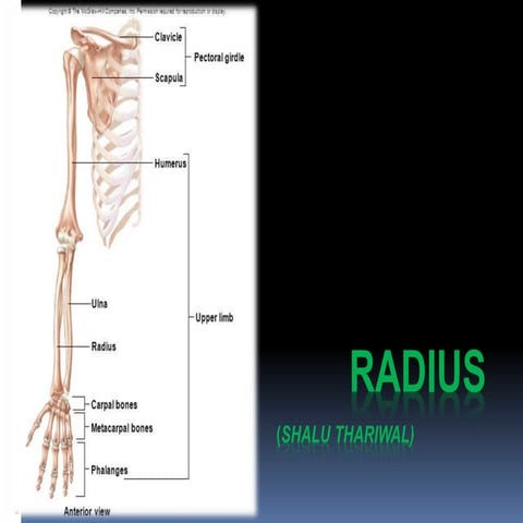 Radius bone anatomy