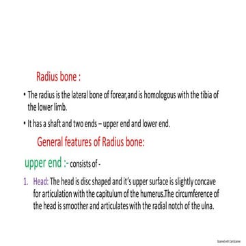 Radius bone structure