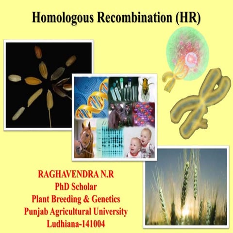 Homologous Recombination (HR)