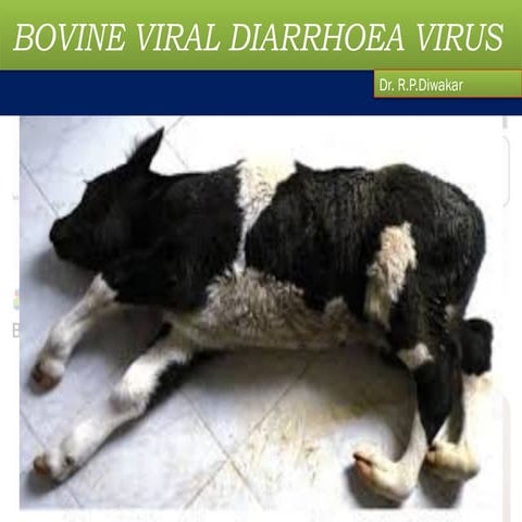 Bovine Viral Diarrhoea | PPT