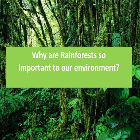 Why Should We Save the Rainforest?