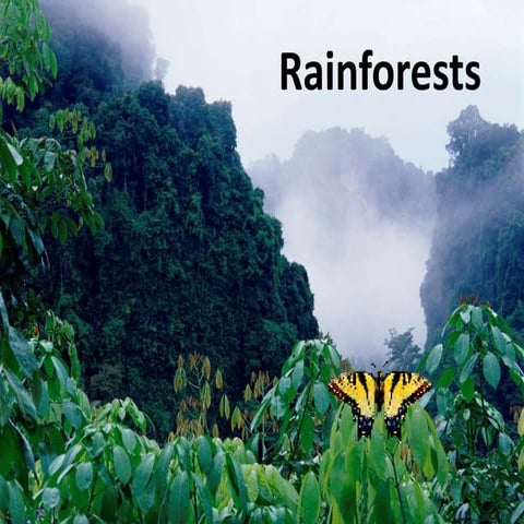 Rainforests