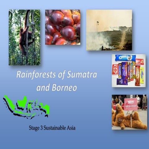Rainforests of indonesia barb v 2