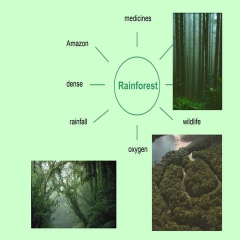 Rainforests | PPTX