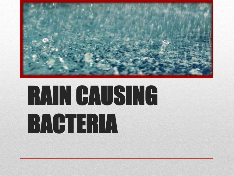 Rain causing bacteria