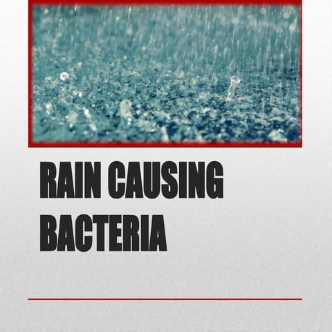 Rain causing bacteria