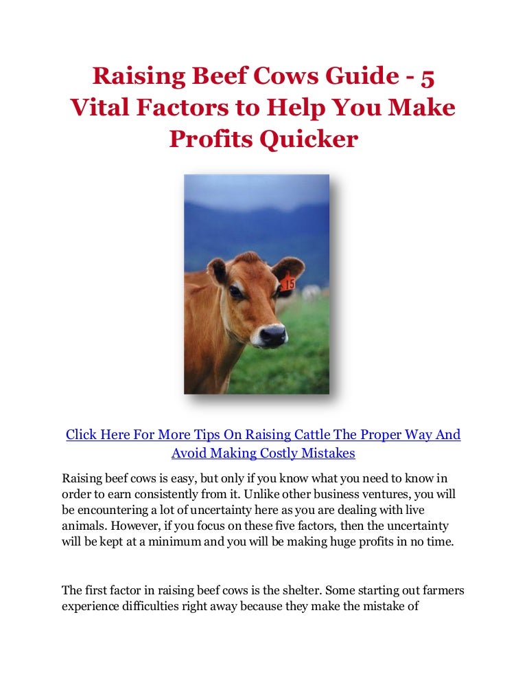 Raising Beef Cows Guide 5 Vital Factors to Help You Make Profits Qu…