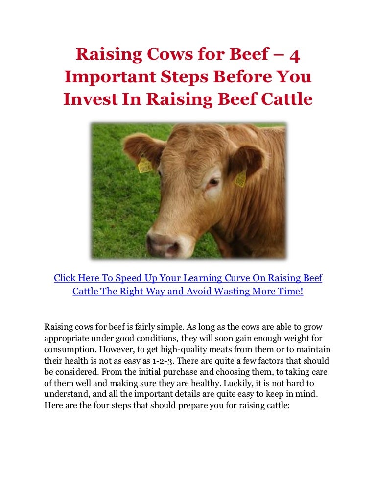 Raising Cows for Beef 4 Important Steps Before You Invest In Raisin…