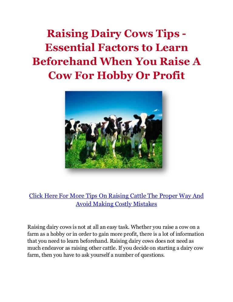 Raising Dairy Cows Tips Essential Factors to Learn Beforehand When