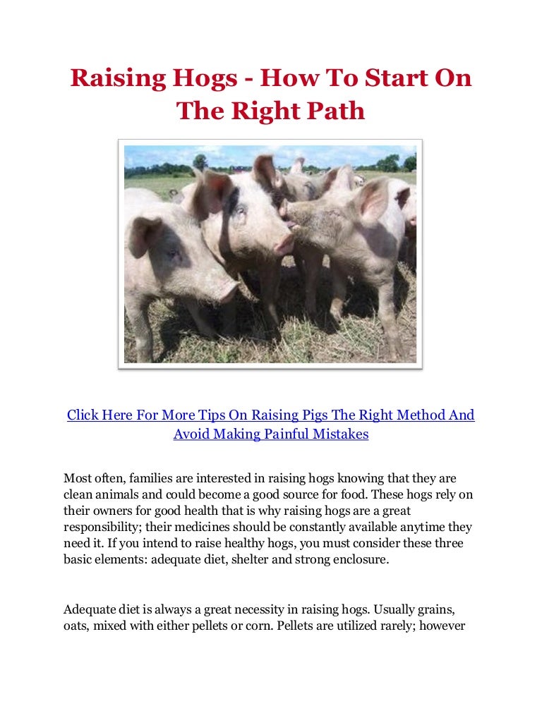 Raising Hogs How To Start On The Right Path