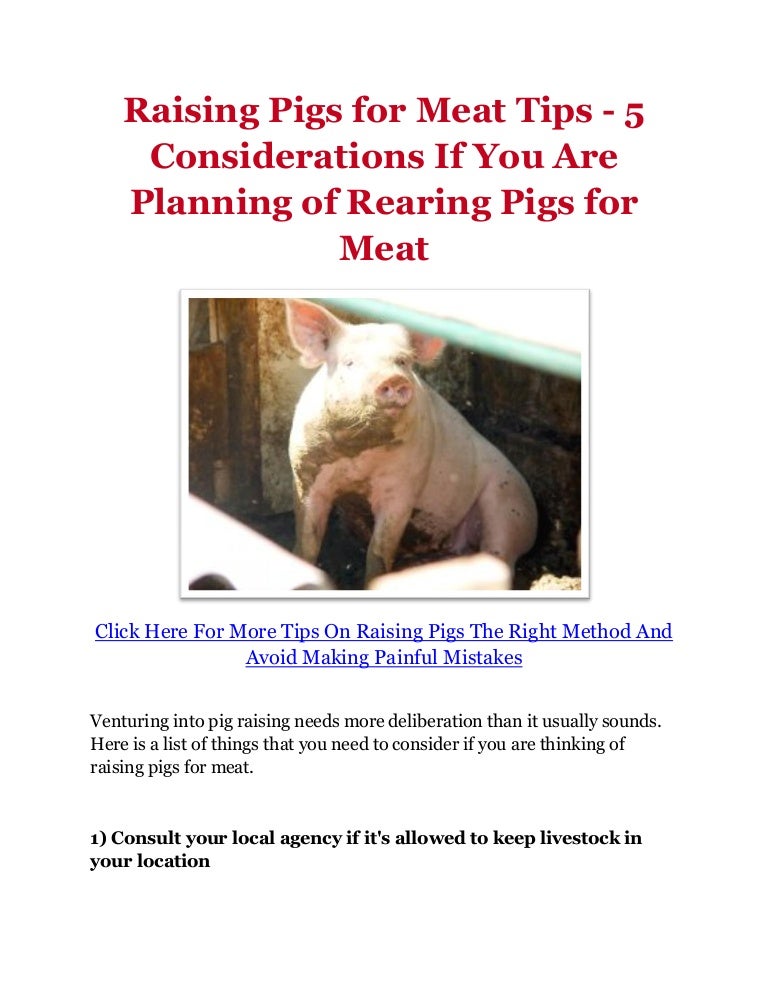 Raising Pigs for Meat Tips 5 Considerations If You Are Planning of