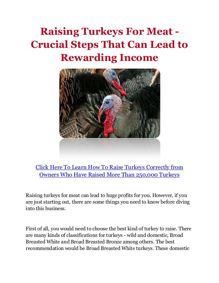 Raising Turkeys For Meat Crucial Steps That Can Lead to Rewarding I…