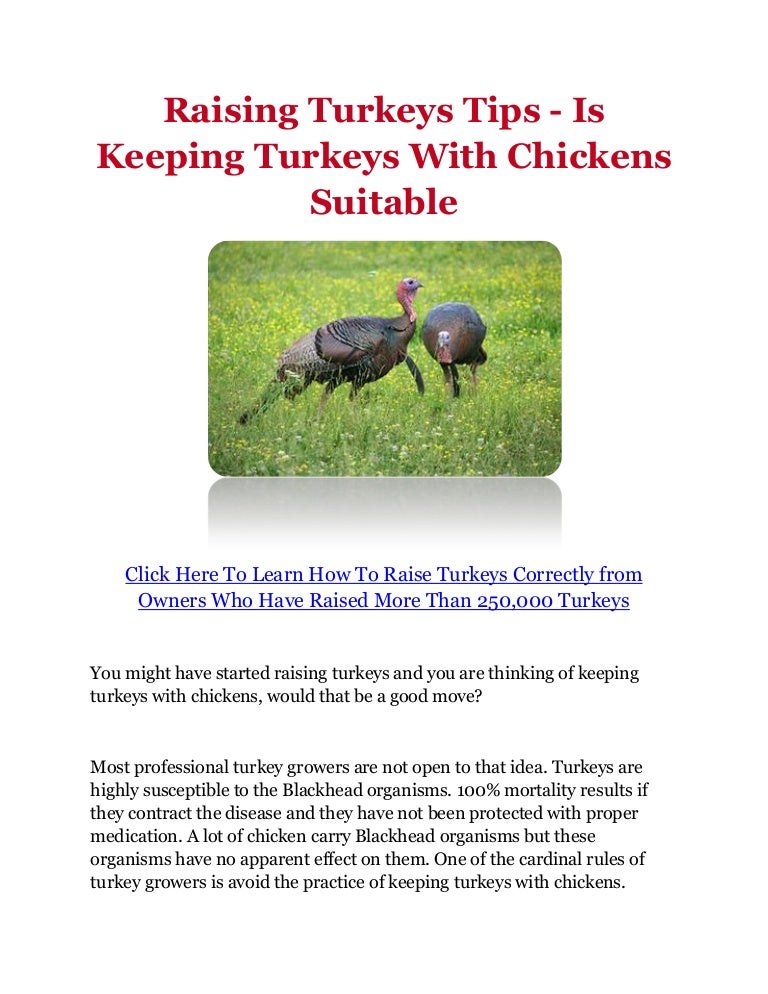 Raising Turkeys Tips Is Keeping Turkeys With Chickens Suitable