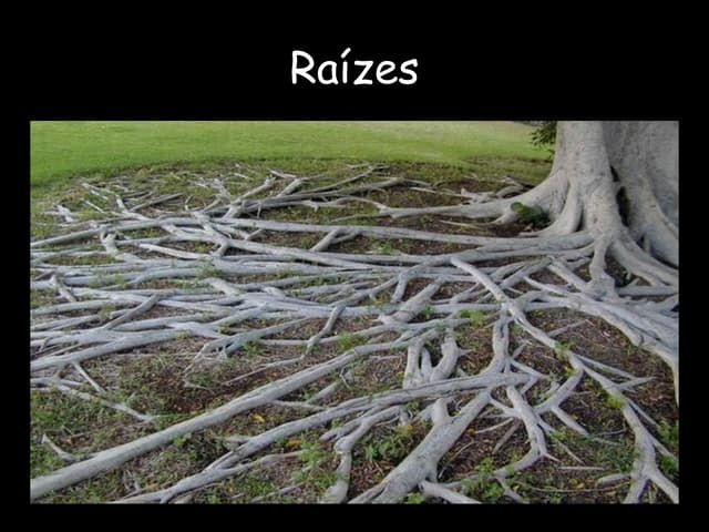 Raiz