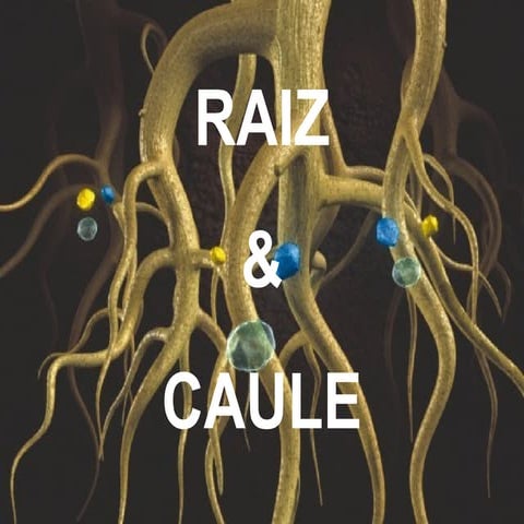 Raiz caule
