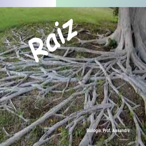 Raiz, caule e folha. aulaalexppt-111219160415-phpapp02