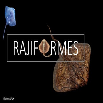 Peces: Orden Rajiformes (Rayas) | PPTX