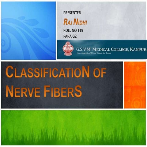 classification of nerve fibers
