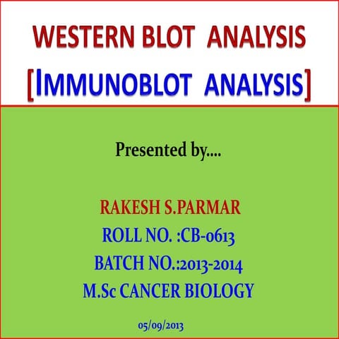 western blot analysis for protein
