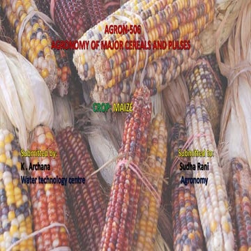 maize crop production