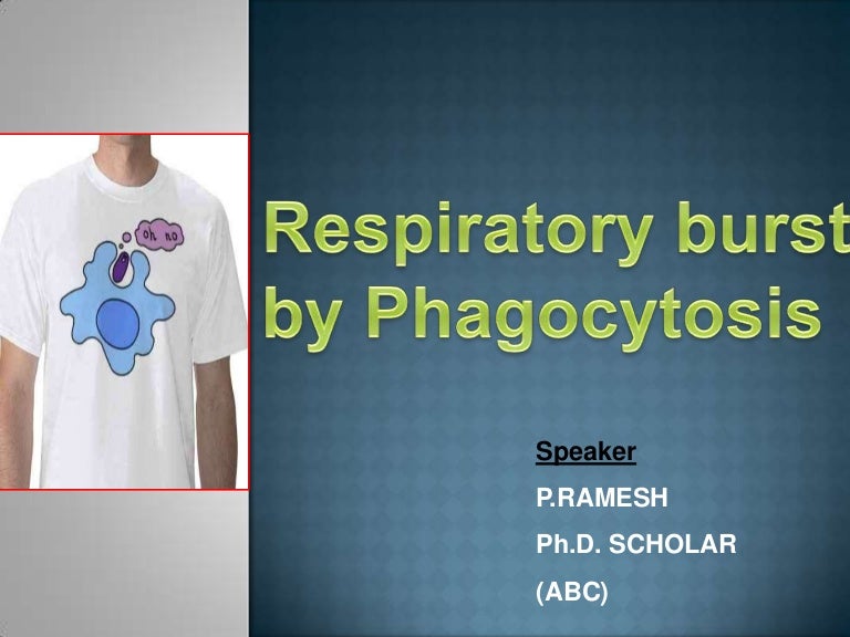Respiratory burst by Phagocytosis