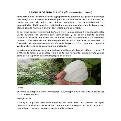 cultivo del ramio en colombia | DOCX